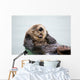 An Adult Sea Otter Floats Wall Mural