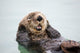An Adult Sea Otter Floats Wall Mural
