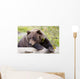A Female Brown Bear Lays Draped Over A Log Wall Mural