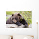 A Female Brown Bear Lays Draped Over A Log Wall Mural