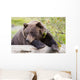 A Female Brown Bear Lays Draped Over A Log Wall Mural
