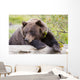 A Female Brown Bear Lays Draped Over A Log Wall Mural