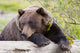 A Female Brown Bear Lays Draped Over A Log Wall Mural