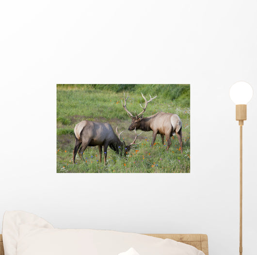 A Pair Of Rocky Mountain Elk Bulls Feed In A Field Wall Mural