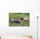 A Pair Of Rocky Mountain Elk Bulls Feed In A Field Wall Mural
