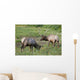 A Pair Of Rocky Mountain Elk Bulls Feed In A Field Wall Mural
