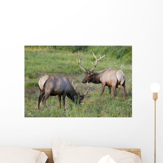 A Pair Of Rocky Mountain Elk Bulls Feed In A Field Wall Mural
