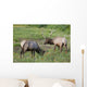 A Pair Of Rocky Mountain Elk Bulls Feed In A Field Wall Mural