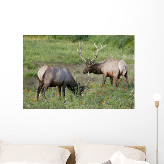 A Pair Of Rocky Mountain Elk Bulls Feed In A Field Wall Mural