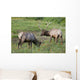 A Pair Of Rocky Mountain Elk Bulls Feed In A Field Wall Mural