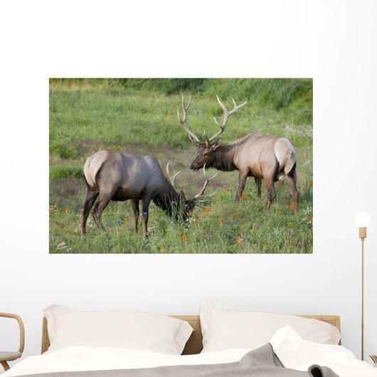 A Pair Of Rocky Mountain Elk Bulls Feed In A Field Wall Mural