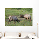A Pair Of Rocky Mountain Elk Bulls Feed In A Field Wall Mural