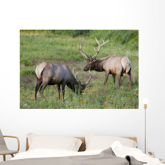 A Pair Of Rocky Mountain Elk Bulls Feed In A Field Wall Mural