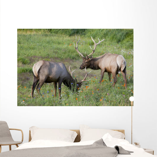 A Pair Of Rocky Mountain Elk Bulls Feed In A Field Wall Mural