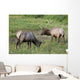 A Pair Of Rocky Mountain Elk Bulls Feed In A Field Wall Mural