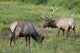 A Pair Of Rocky Mountain Elk Bulls Feed In A Field Wall Mural