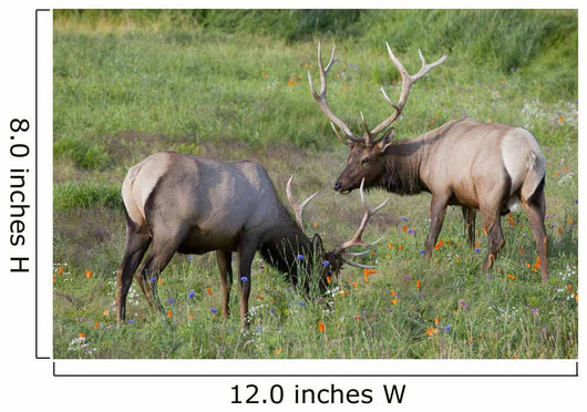 A Pair Of Rocky Mountain Elk Bulls Feed In A Field Wall Mural