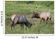 A Pair Of Rocky Mountain Elk Bulls Feed In A Field Wall Mural
