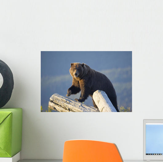 A Captive Brown Bear Stands On A Log Pile Wall Mural