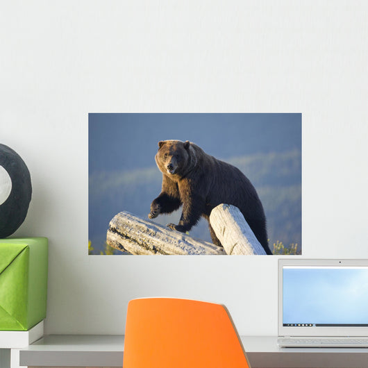A Captive Brown Bear Stands On A Log Pile Wall Mural