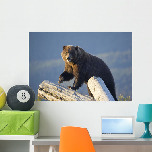 A Captive Brown Bear Stands On A Log Pile Wall Mural