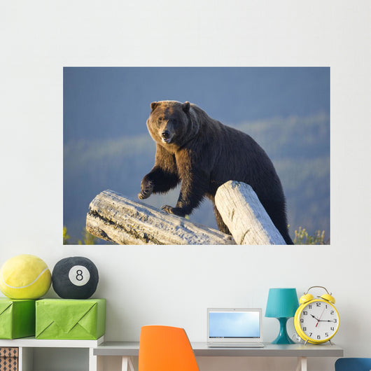 A Captive Brown Bear Stands On A Log Pile Wall Mural