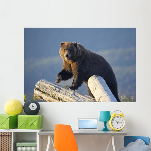 A Captive Brown Bear Stands On A Log Pile Wall Mural