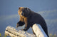 A Captive Brown Bear Stands On A Log Pile Wall Mural
