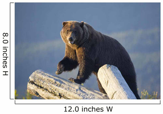 A Captive Brown Bear Stands On A Log Pile Wall Mural