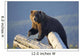 A Captive Brown Bear Stands On A Log Pile Wall Mural