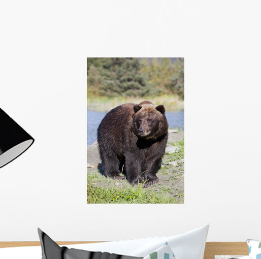 Close View Of A Brown Bear Standing Wall Mural