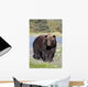 Close View Of A Brown Bear Standing Wall Mural