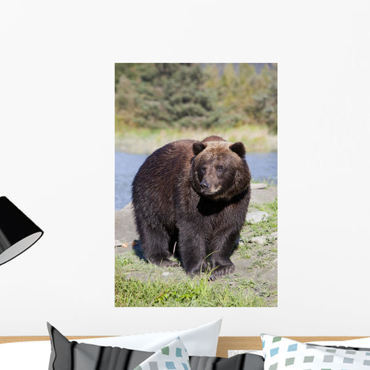 Close View Of A Brown Bear Standing Wall Mural