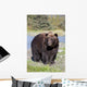 Close View Of A Brown Bear Standing Wall Mural