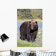 Close View Of A Brown Bear Standing Wall Mural