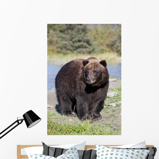 Close View Of A Brown Bear Standing Wall Mural