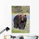 Close View Of A Brown Bear Standing Wall Mural