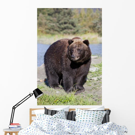 Close View Of A Brown Bear Standing Wall Mural