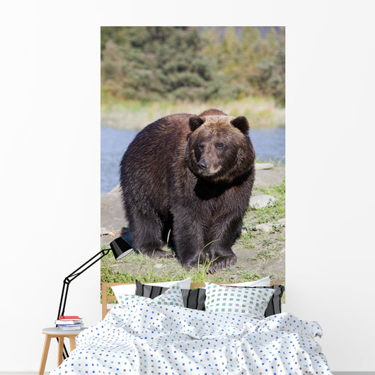 Close View Of A Brown Bear Standing Wall Mural