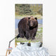 Close View Of A Brown Bear Standing Wall Mural
