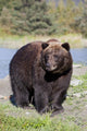 Close View Of A Brown Bear Standing Wall Mural