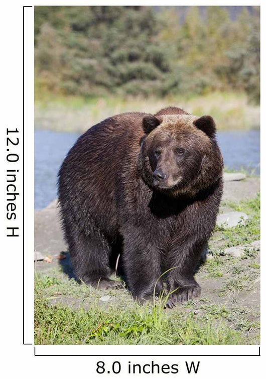 Close View Of A Brown Bear Standing Wall Mural