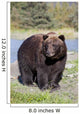 Close View Of A Brown Bear Standing Wall Mural