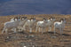 A Band Of Dall Sheep Rams In A High Mountain Meadow Wall Mural