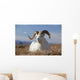 A Dall Sheep Ram Lies On A High Mountain Meadow Wall Mural