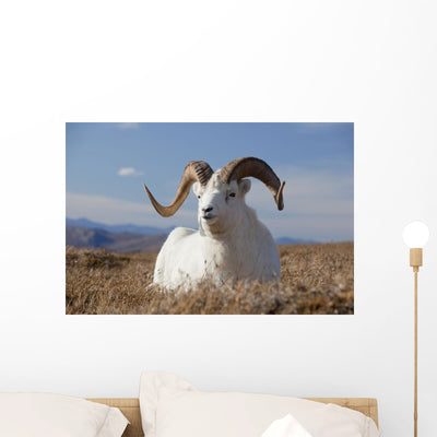 Dall Sheep Ram Lies Wall Mural shown on a wall