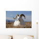 A Dall Sheep Ram Lies On A High Mountain Meadow Wall Mural