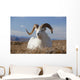 A Dall Sheep Ram Lies On A High Mountain Meadow Wall Mural