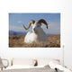 A Dall Sheep Ram Lies On A High Mountain Meadow Wall Mural