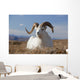 A Dall Sheep Ram Lies On A High Mountain Meadow Wall Mural